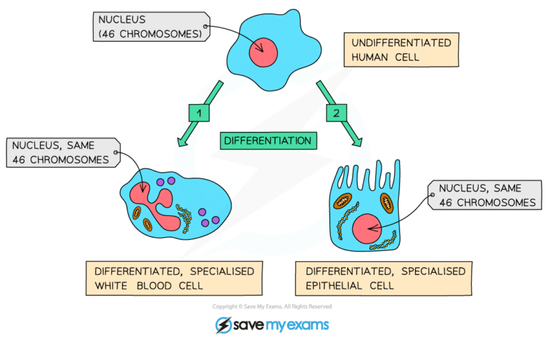 the-importance-of-cell-differentiation-gidemy-class-notes