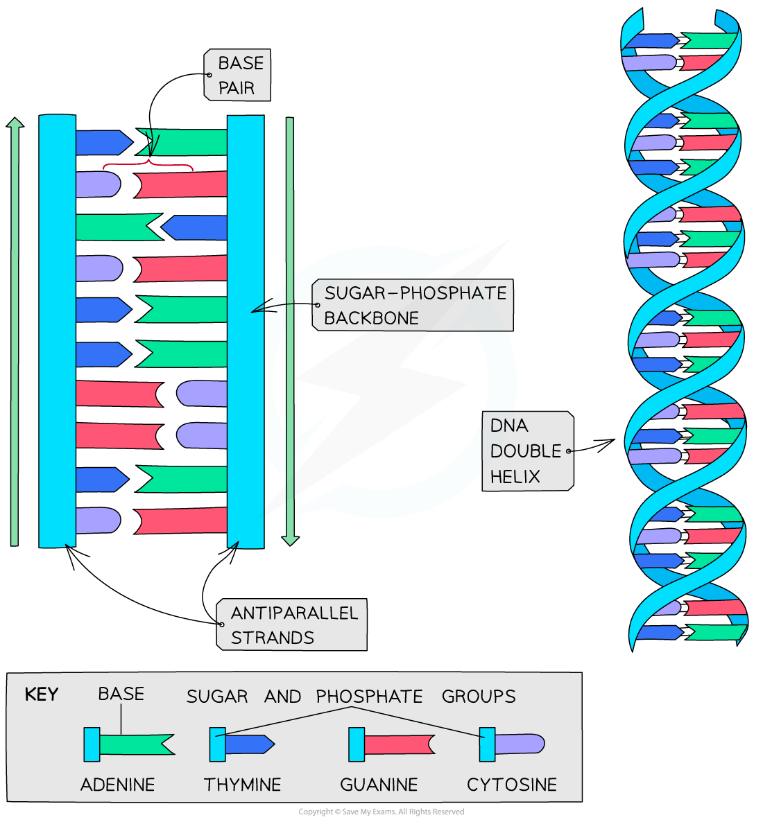 27. DNA double helix formation