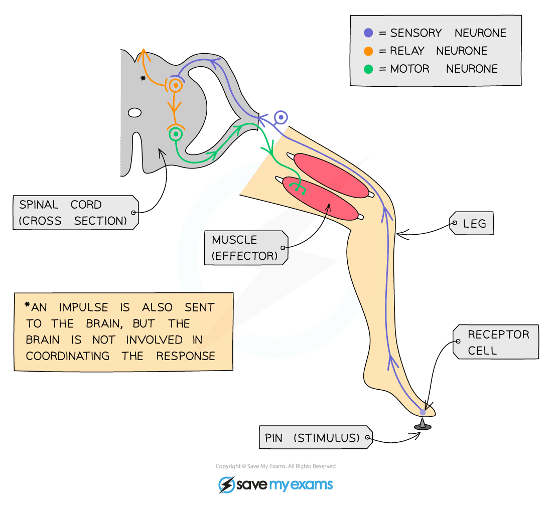 Simple Reflex Arc Gidemy Class Notes