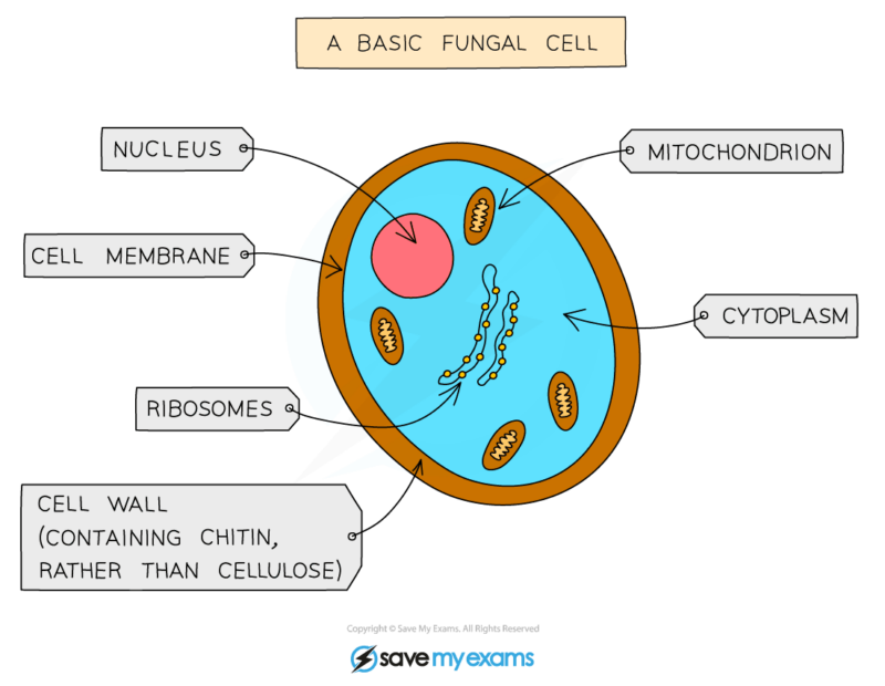 Eukaryotic Organisms Fungi And Protoctists Gidemy Class Notes 