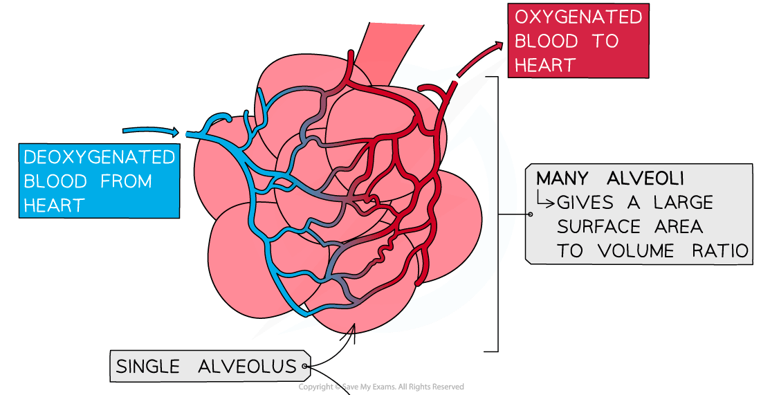 Adaptations of the alveolus 1 1