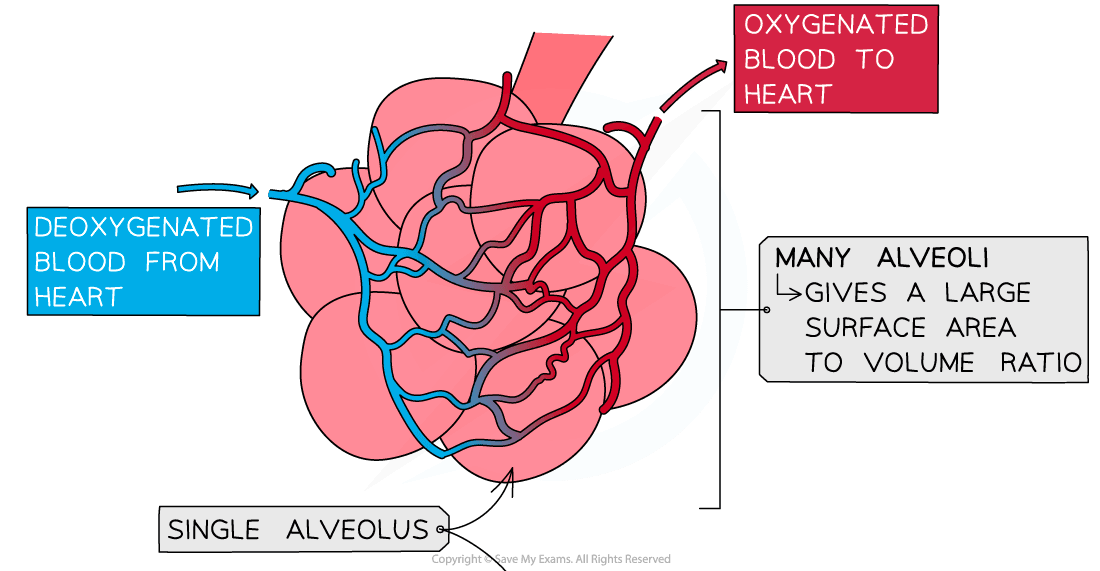 Adaptations of the alveolus 1