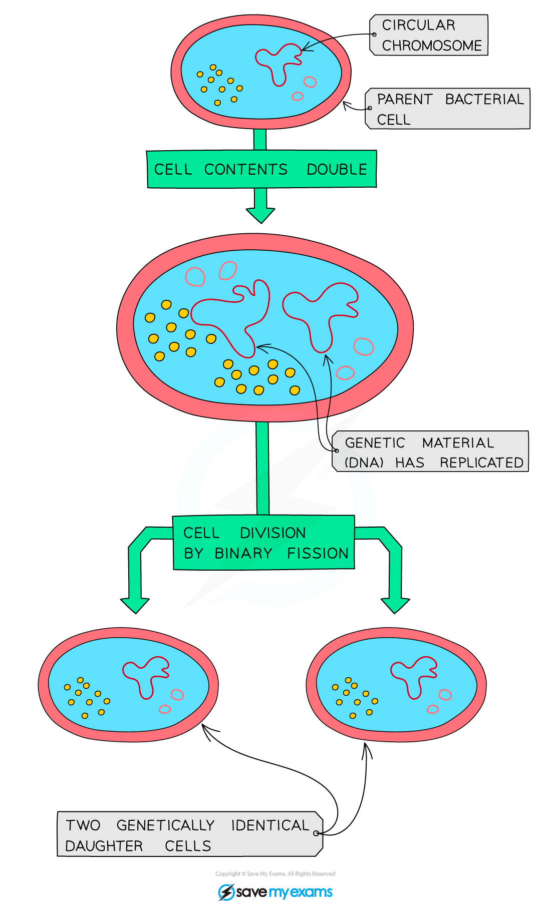 Binary fission in bacteria