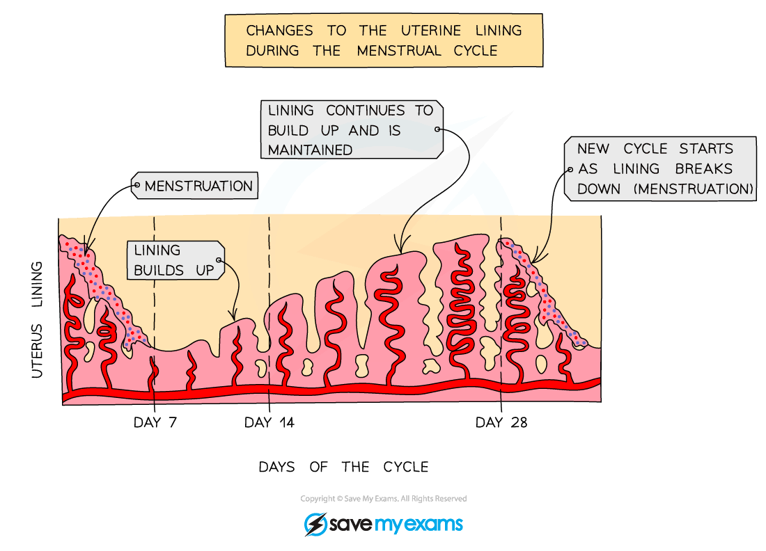 Changes in the lining of the uterus during the menstrual cycle