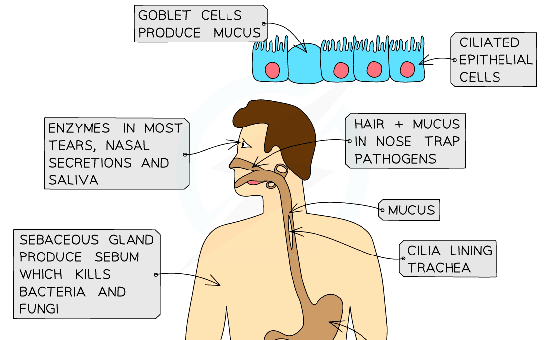 Chemical and physical barriers 1