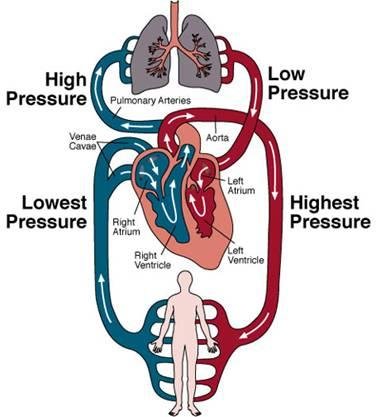 Circulatory System with the arrows representing the Blood Circulation into the Body