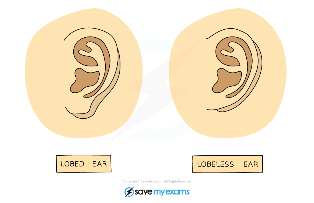 Earlobes