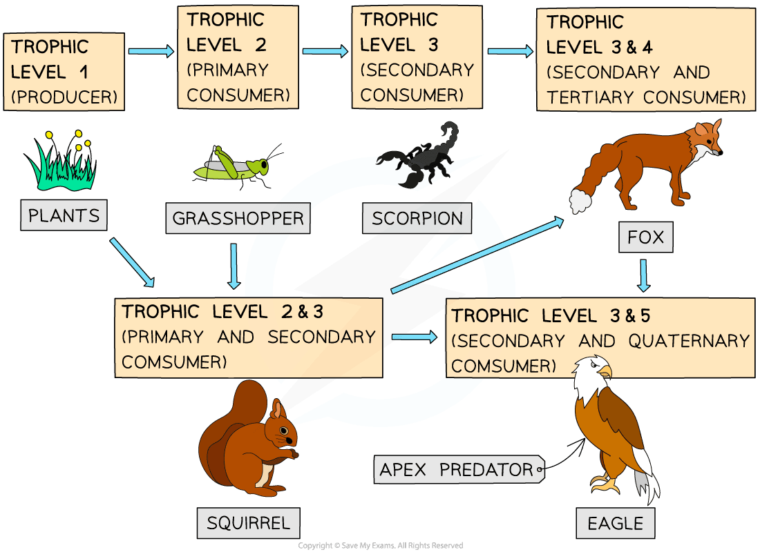 food-webs-gidemy-class-notes