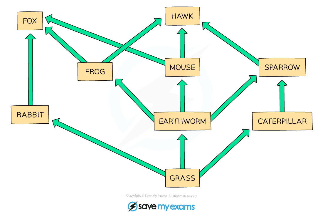 Food web