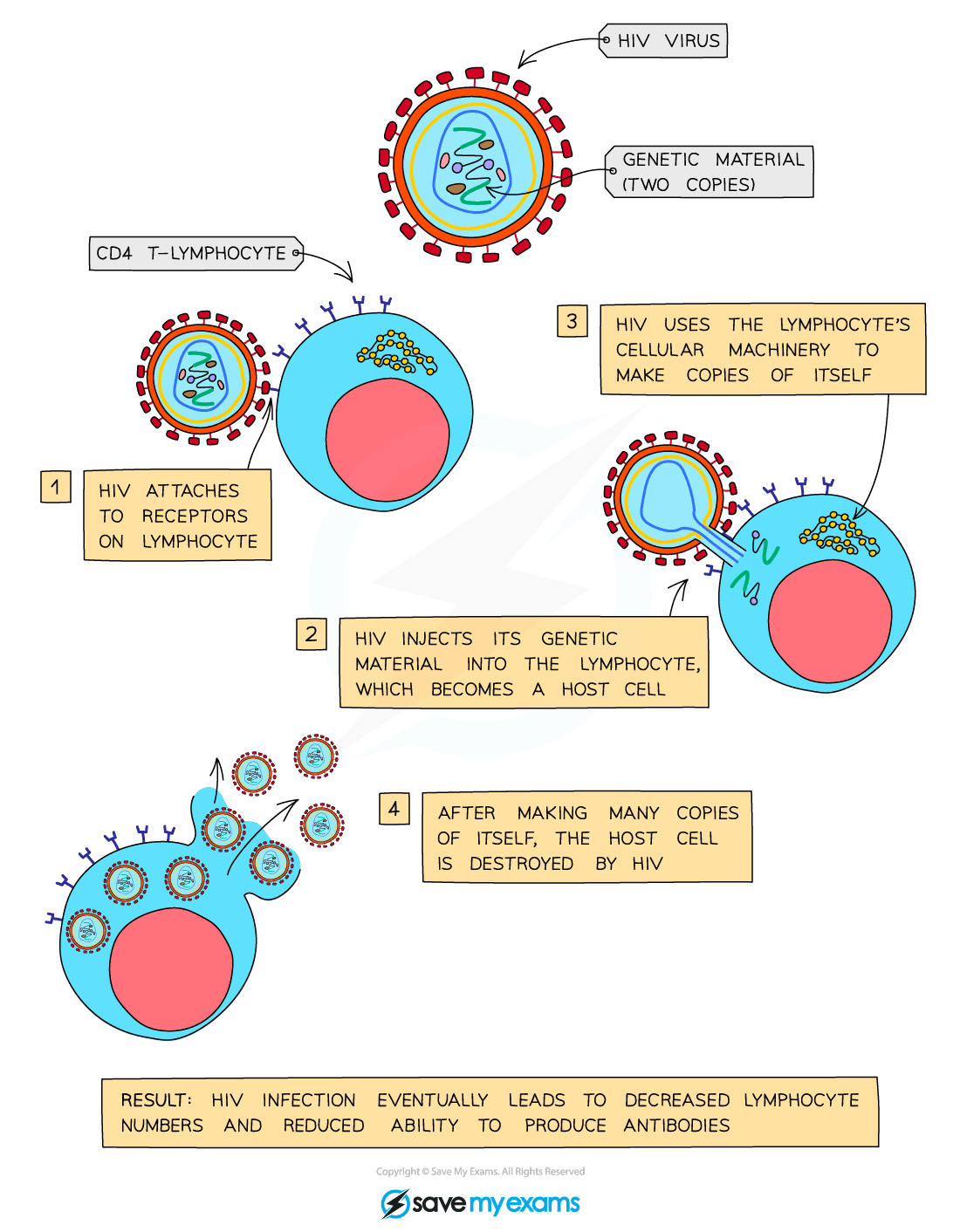 How HIV affects lymphocytes