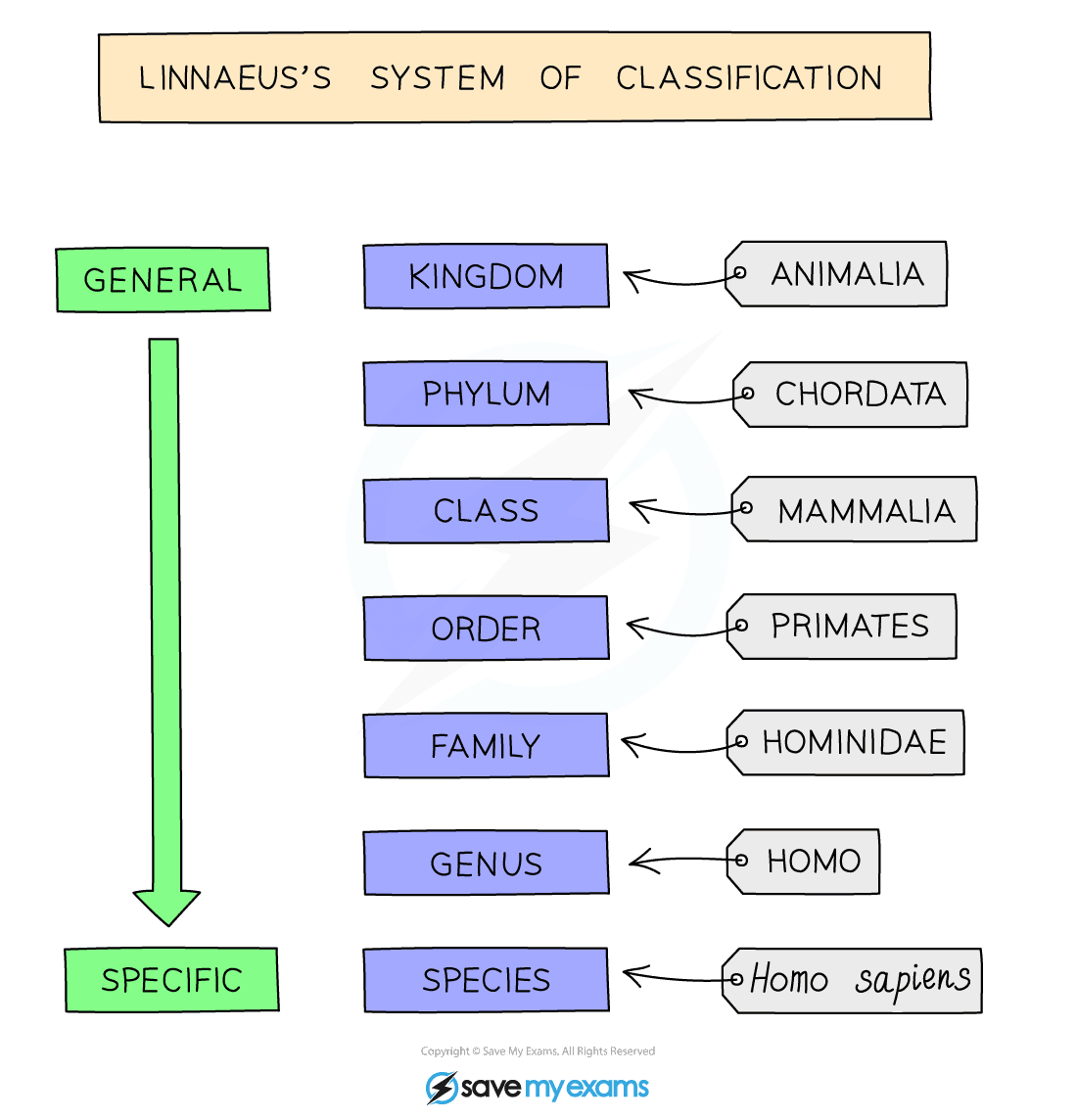 Linnaeuss System of Classifcation