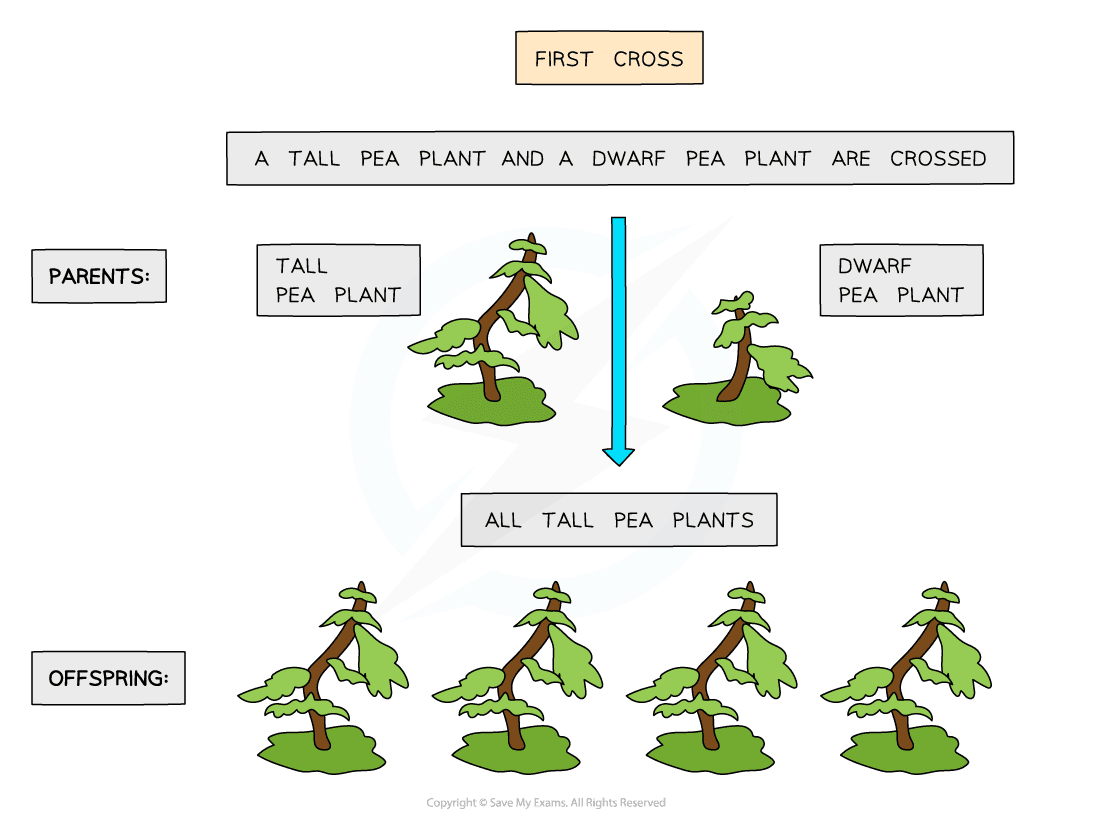 Mendel pea plant crosses 1