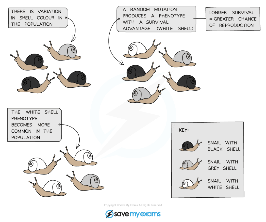 natural-selection-evolution-gidemy-class-notes