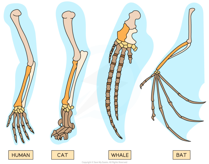 The Pentadactyl Limb - Gidemy Class Notes