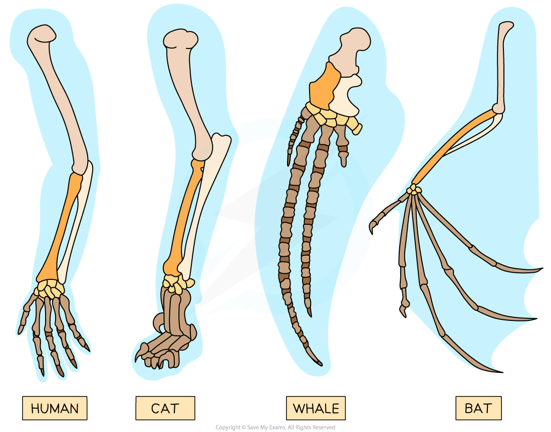 Pentadactyl limbs