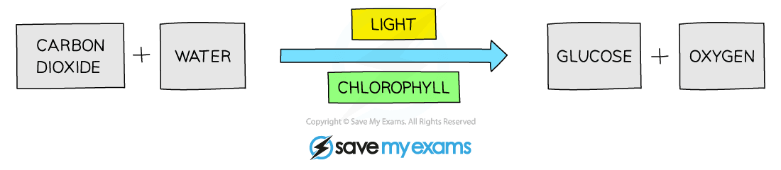 Photosynthesis word equation