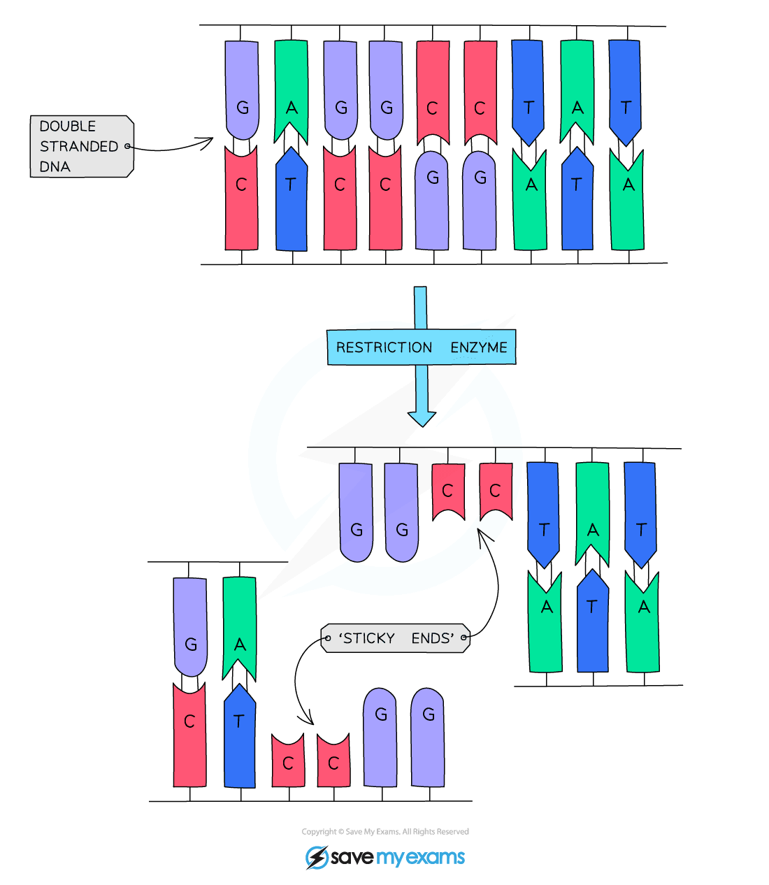 Restriction enzymes