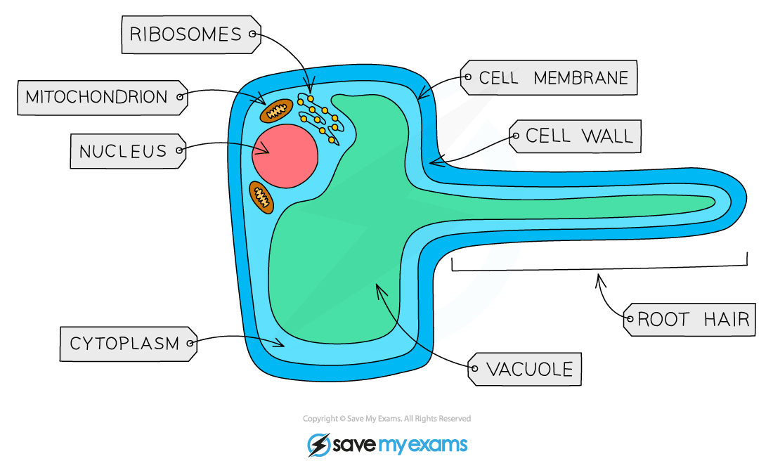 Root Hair Cells Gidemy Class Notes