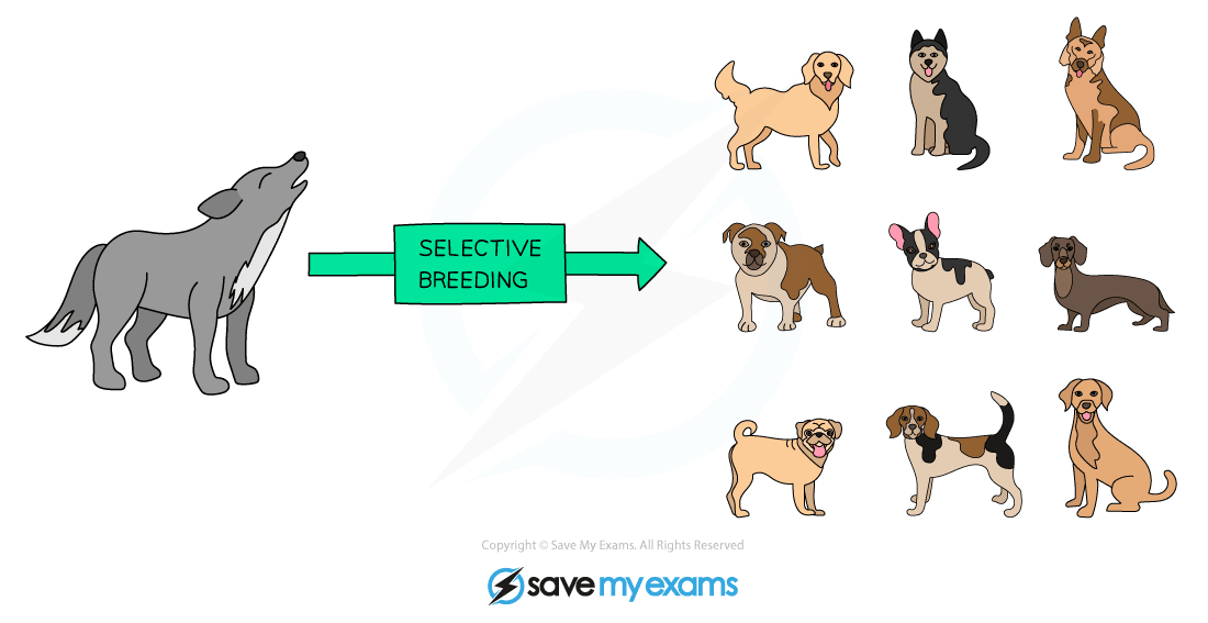 Selective breeding dogs
