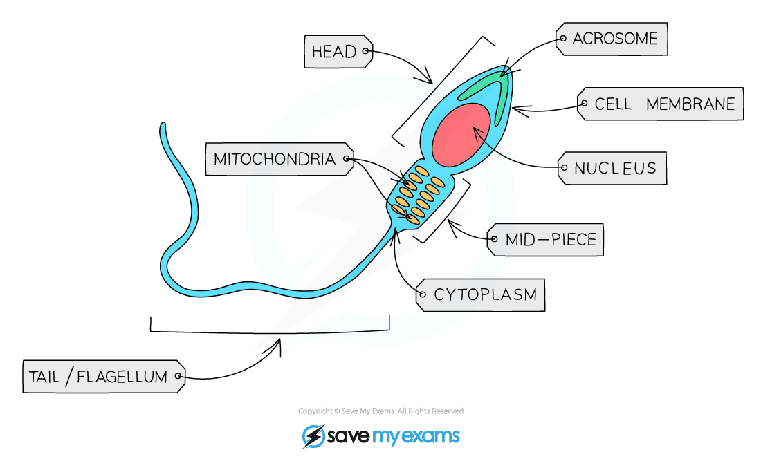 Sperm Cell