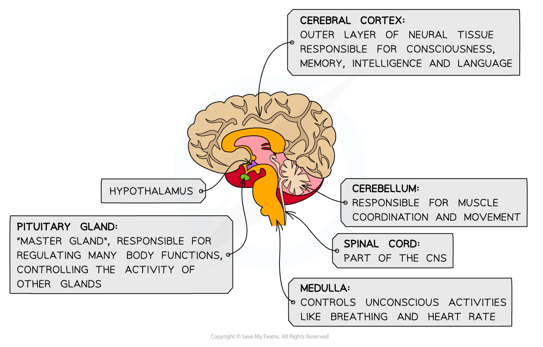 The Brain Structure