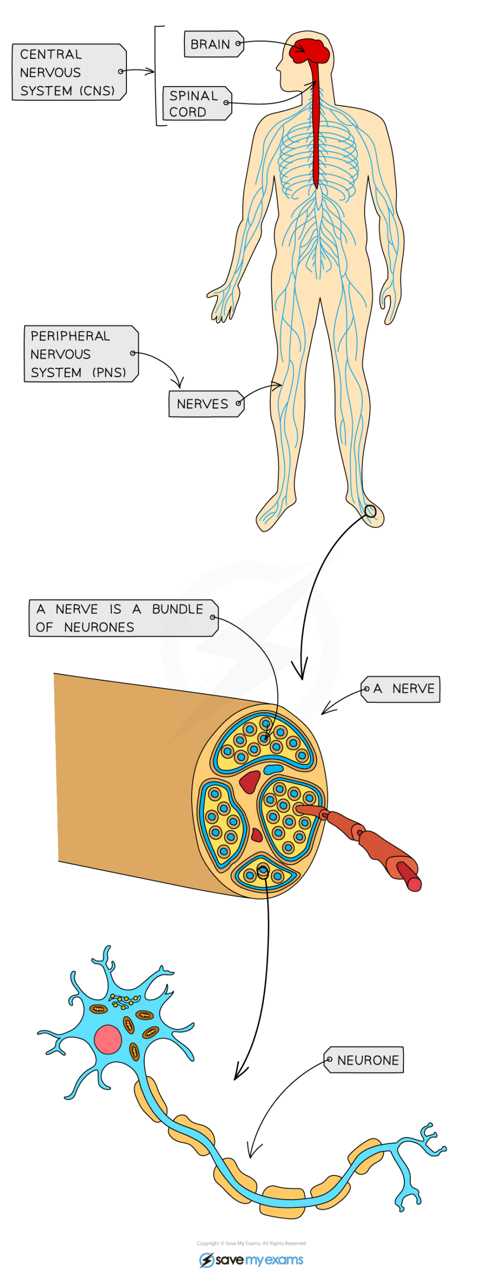 the-human-nervous-system-gidemy-class-notes