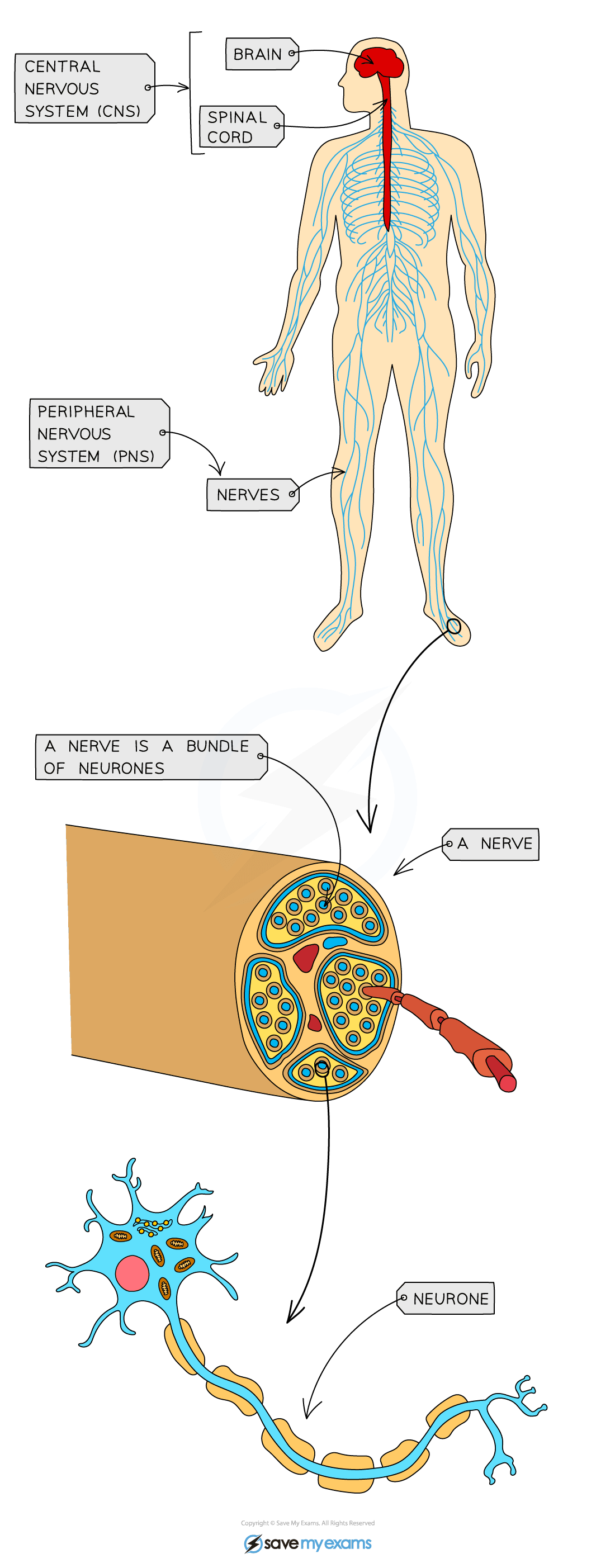 The human nervous system