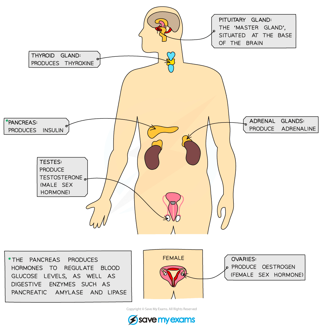 The major endocrine glands in the body