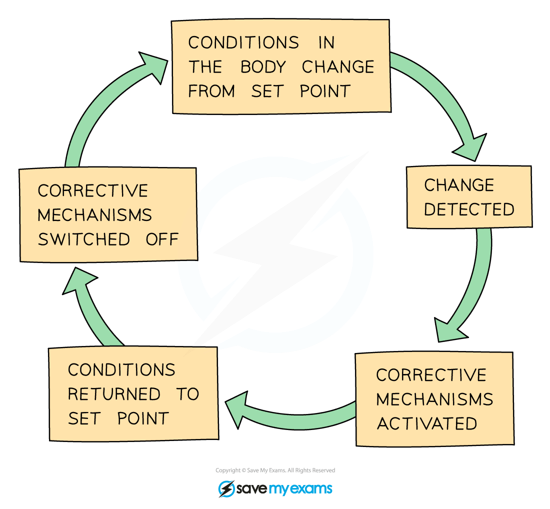 The negative feedback cycle 1