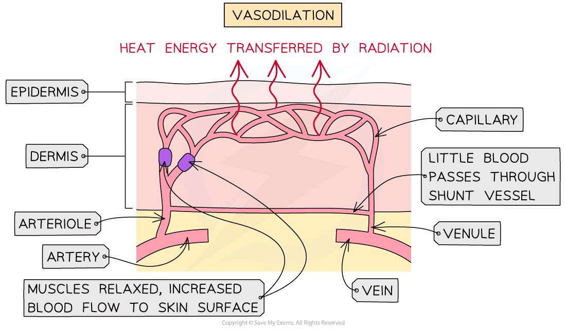Vasodilation and vasoconstriction 1