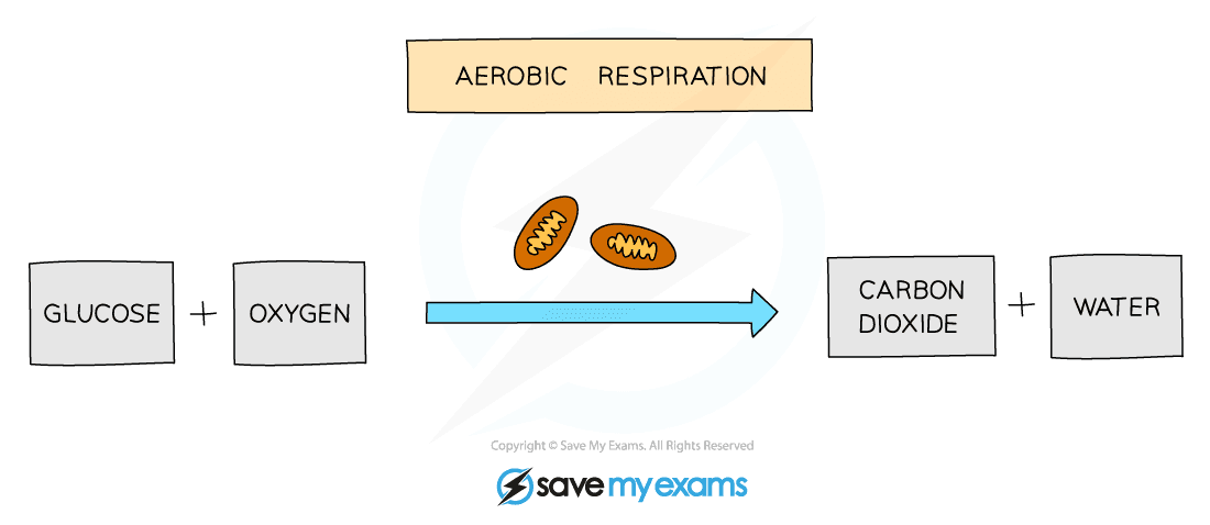 Word equation for aerobic respiration