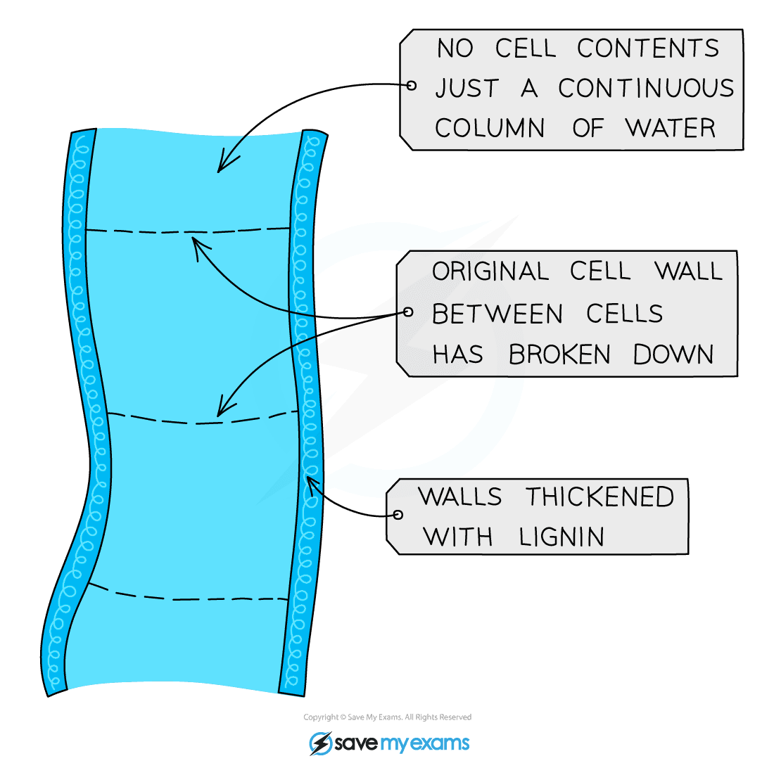 plant-structure-gidemy-class-notes