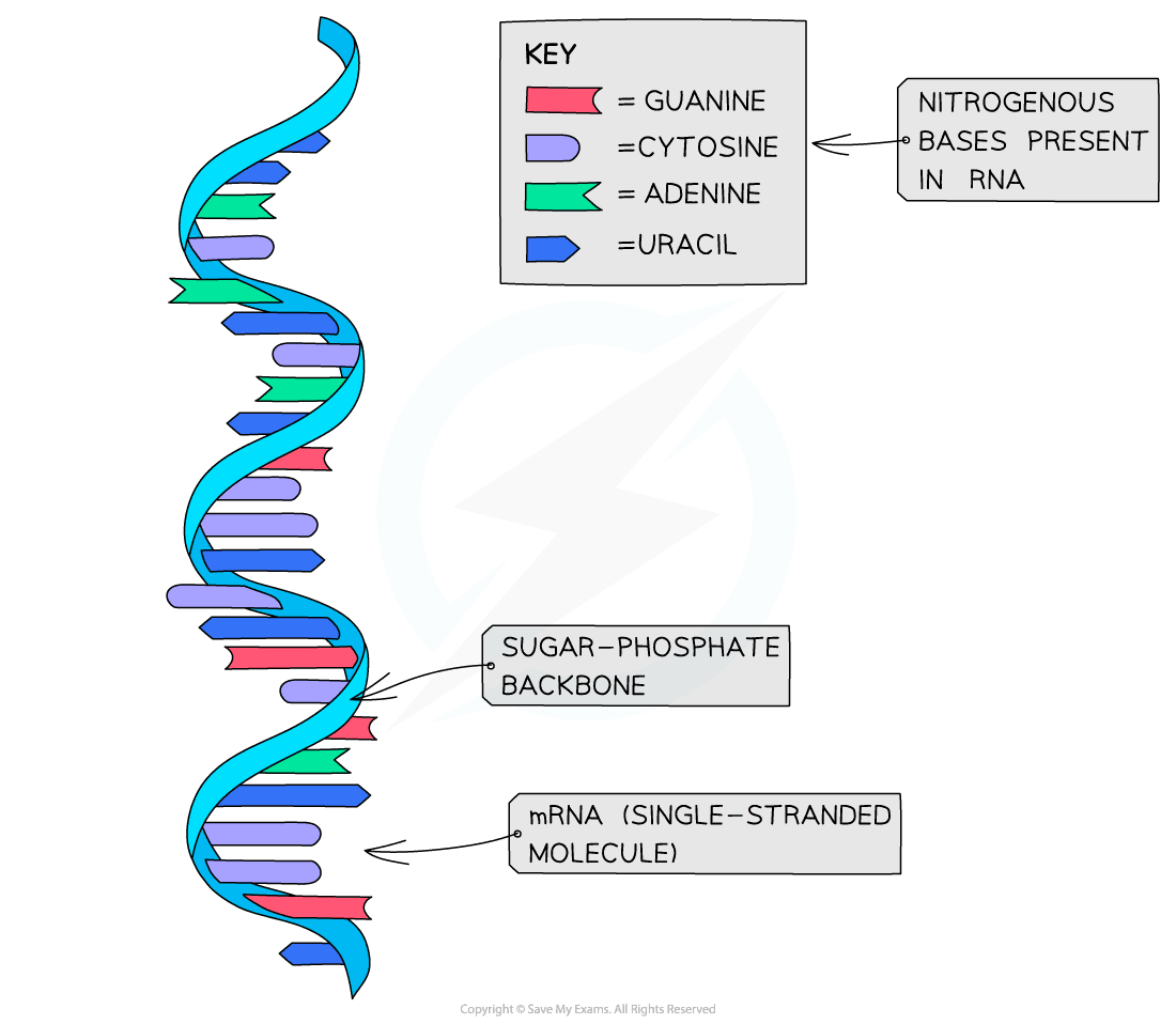 mRNA as an example of RNA structure