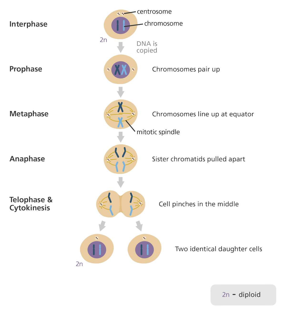 mitosis yourgenome