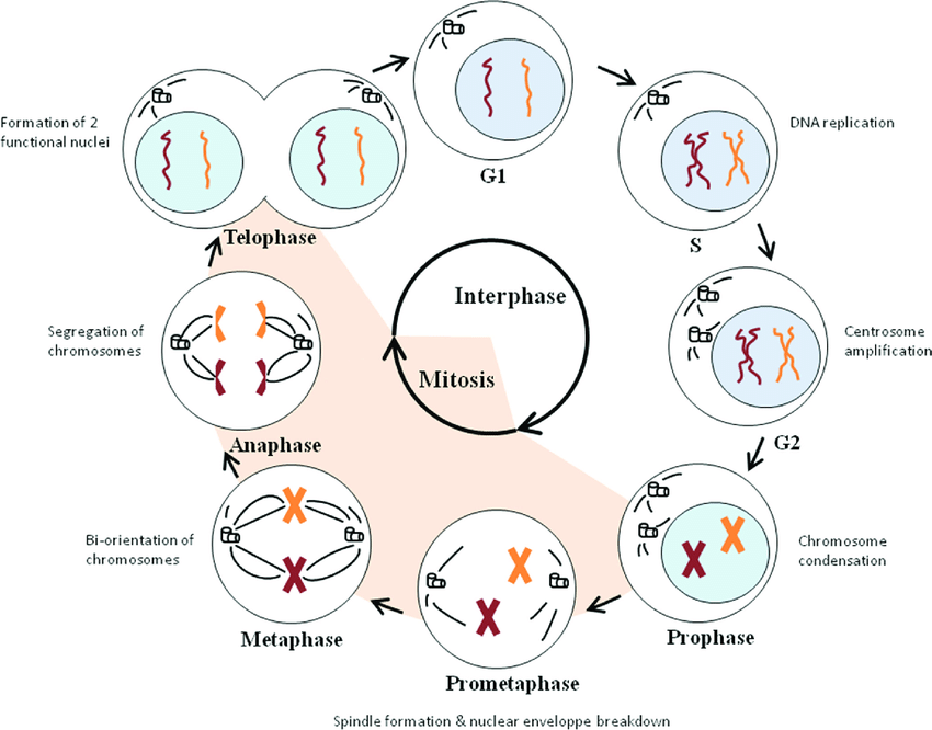 cell-division-gidemy-class-notes