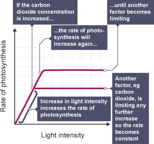 Factors Limiting Photosynthesis