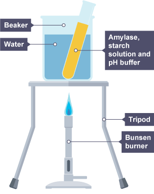 ph enzyme activity experiment