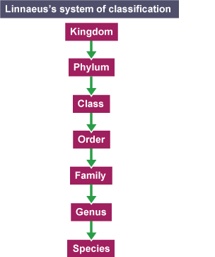 Linaen System of Classification