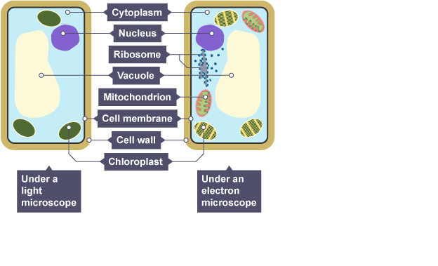 Plant cells - Gidemy Class Notes