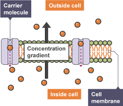 Transport in cells