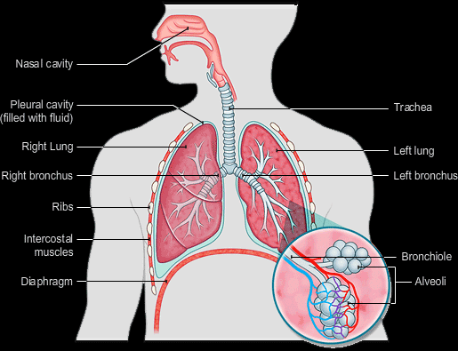 human respiratory system