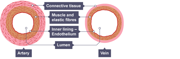 Blood vessels - Gidemy Class Notes