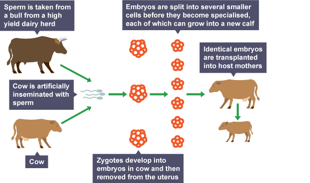 Cloning in animals - Gidemy Class Notes