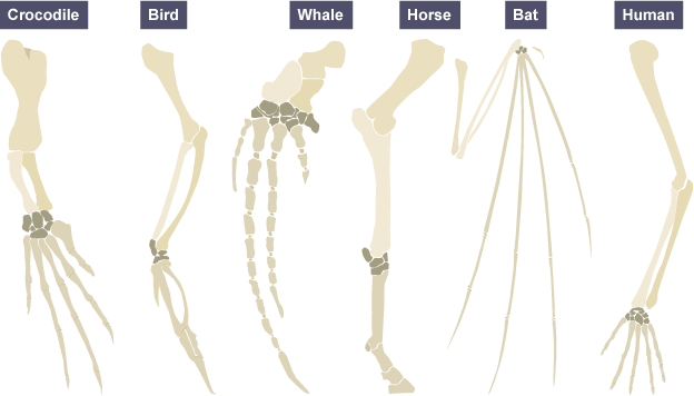 the-pentadactyl-limb-gidemy-class-notes