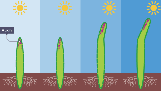 Auxin and phototropism - Gidemy Class Notes