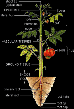 structure of plant